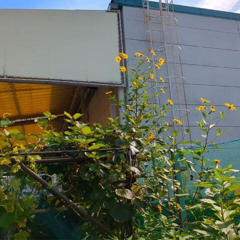 2m以上の菊芋のつる