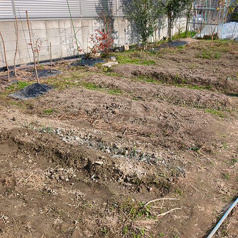 現在の横型の畝