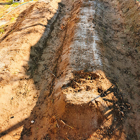 新しい畝に荒らされた跡