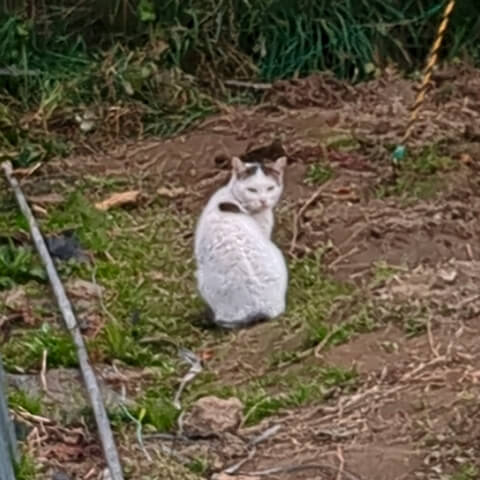 犯人のハチワレちゃん