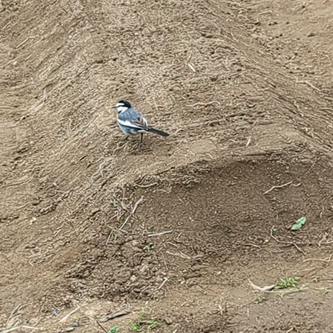 02_いろいろほじくりだしたものを食べに来たセキレイ