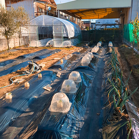 03_黒マルチしてグリーンピースの植え付け