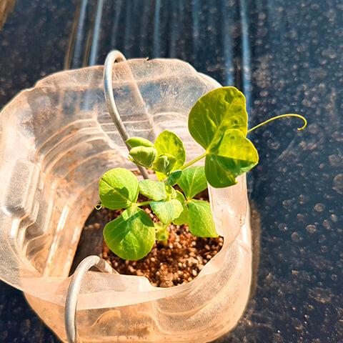 04_グリーンピースの苗