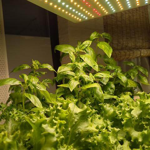 大同農園でとれたレタス