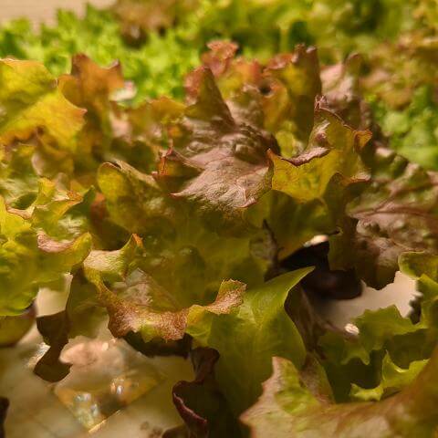 大同農園でとれたバジル