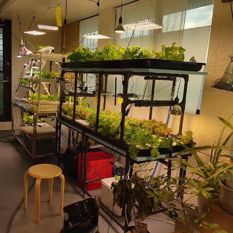 農園ラボ水耕栽培