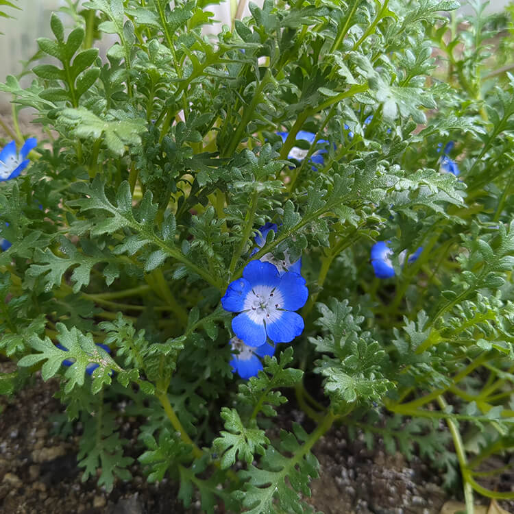 食堂棟南側の花壇で咲き始めたネモフィラ