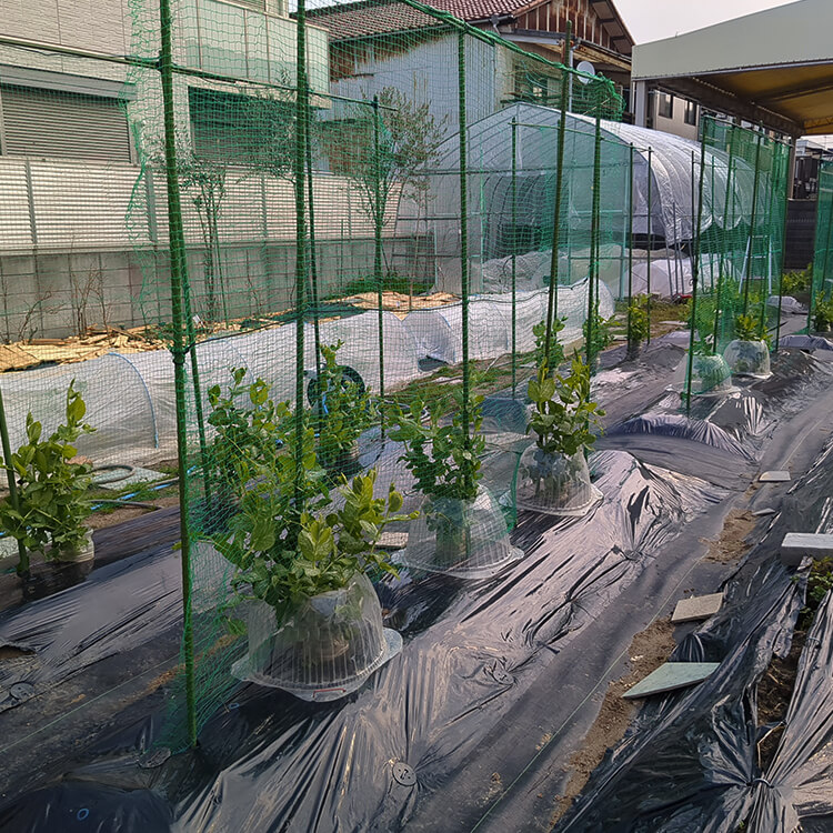 支柱デビューしたグリンピースの苗