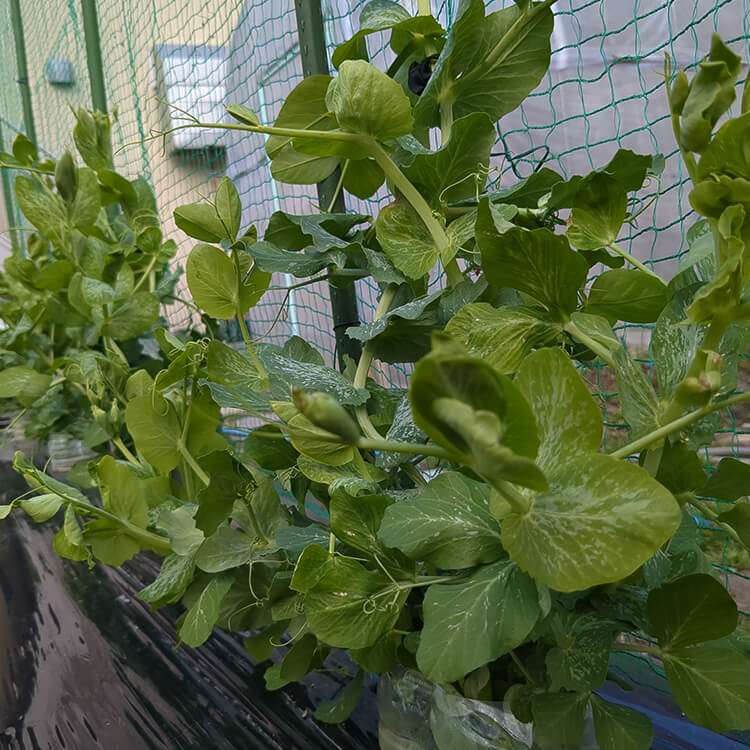 青々と成長している畑の様子