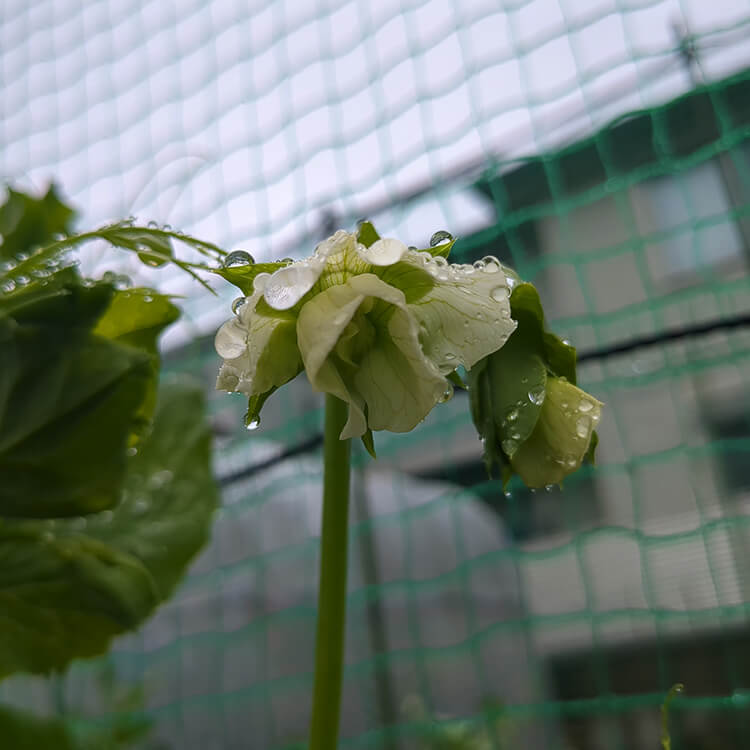 食堂棟南側の花壇で咲き始めたネモフィラ