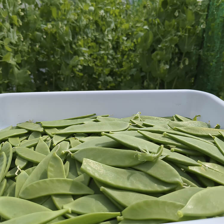 さやえんどうの山