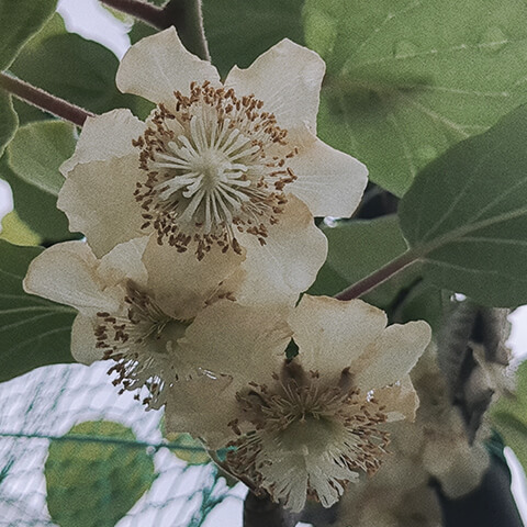 キウイの花が咲いた