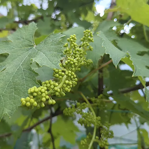 ぶどうの花が咲いた