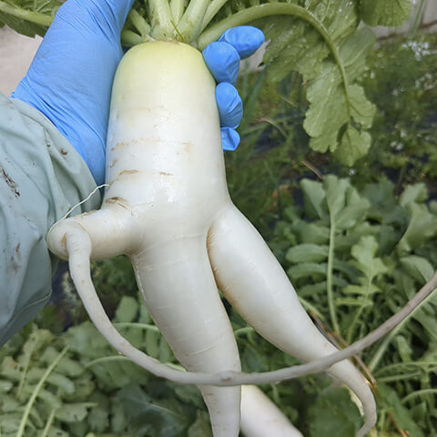 ムチ持ってる大根