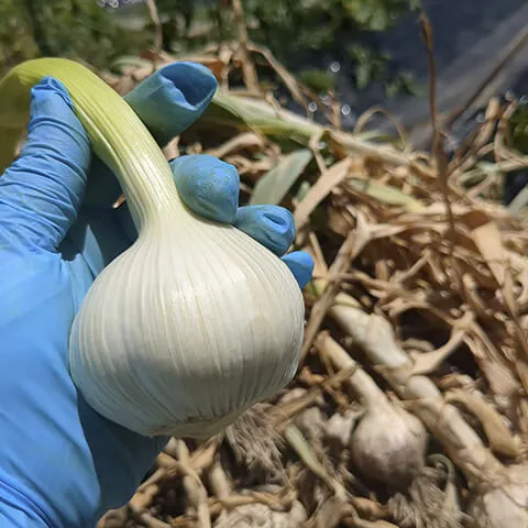 玉ねぎもそろそろ収穫時期