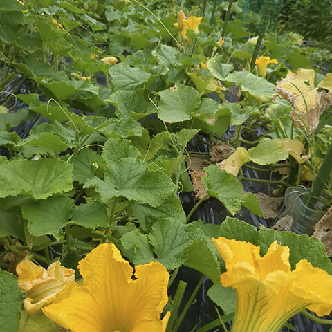 大同農園食堂で美味しく調理されています