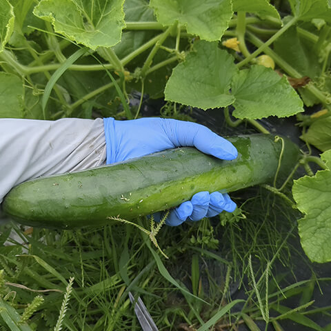 グリーンピース跡地に植えた大きいきゅうり