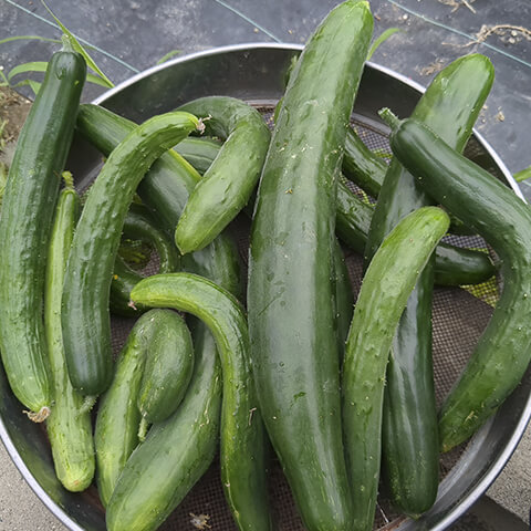 大量に収穫したきゅうり