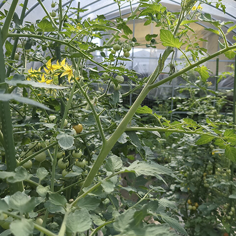 プチトマトもすくすく成長中