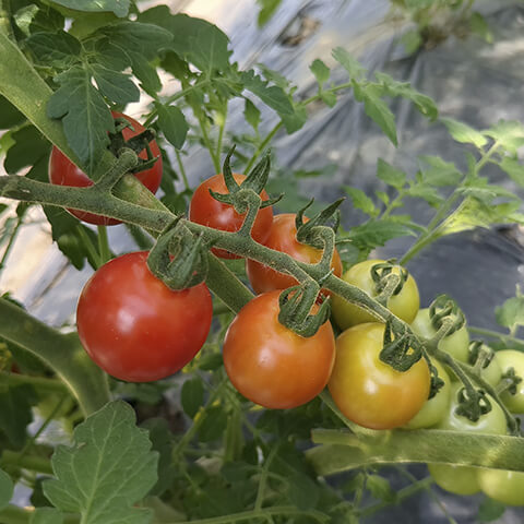 色づいてきたプチトマト