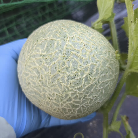 もうすぐメロンが収穫できるかもしれません