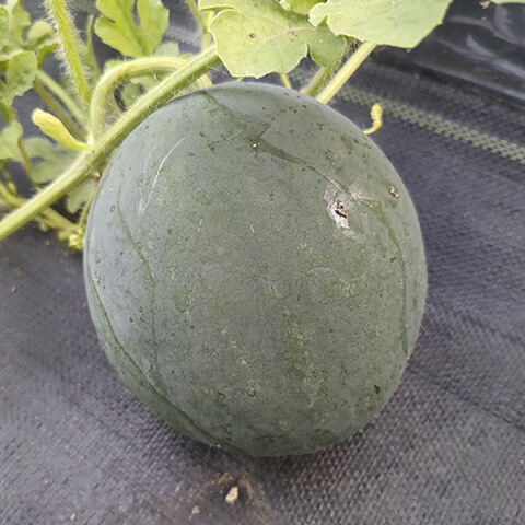 こちらも来月収穫できそうなスイカ