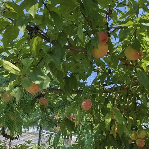 豊作の桃