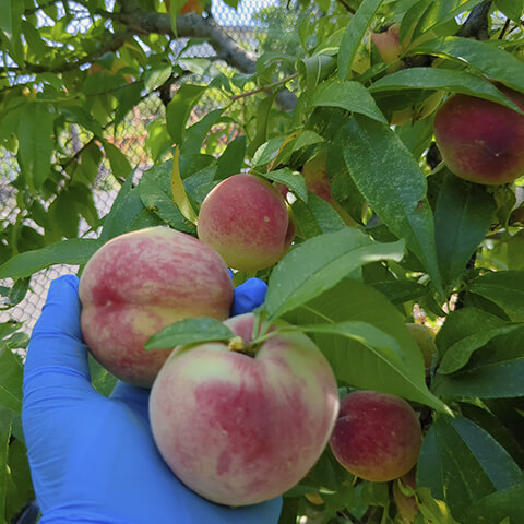 桃を手に取った様子