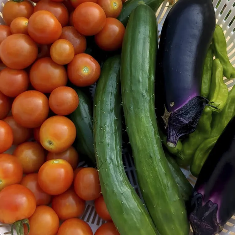 収穫した夏野菜たち