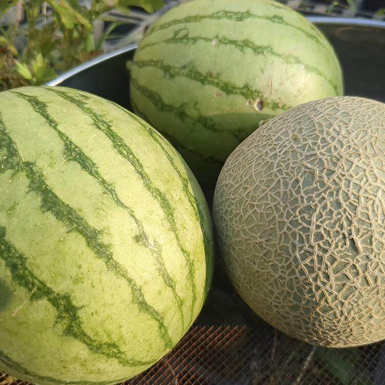 盛夏期!今年は初収穫できたものがたくさん