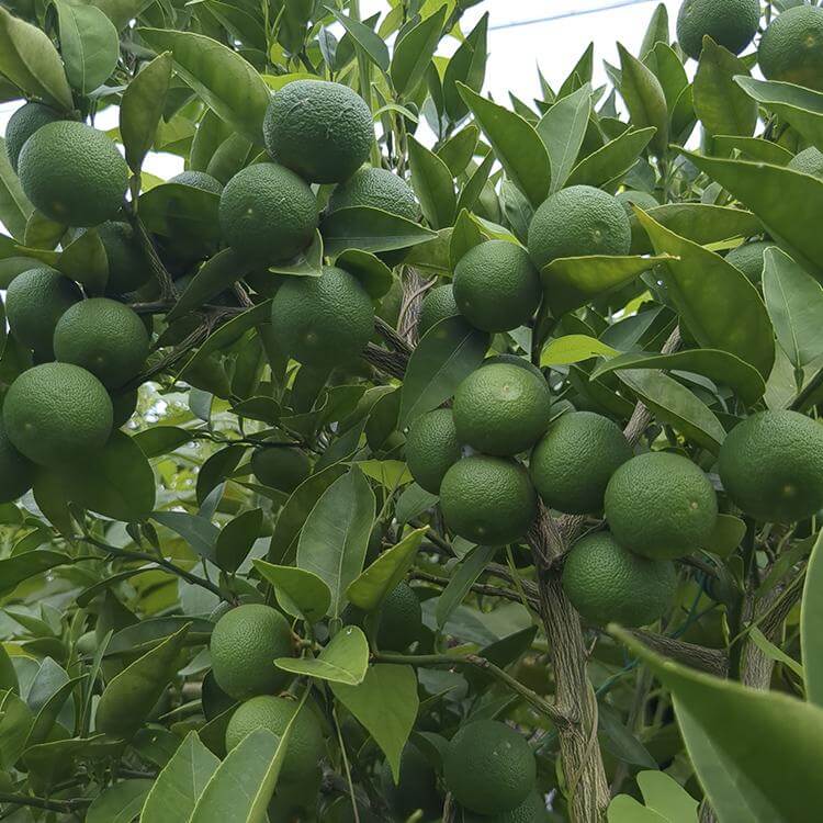 隠れていたすだち