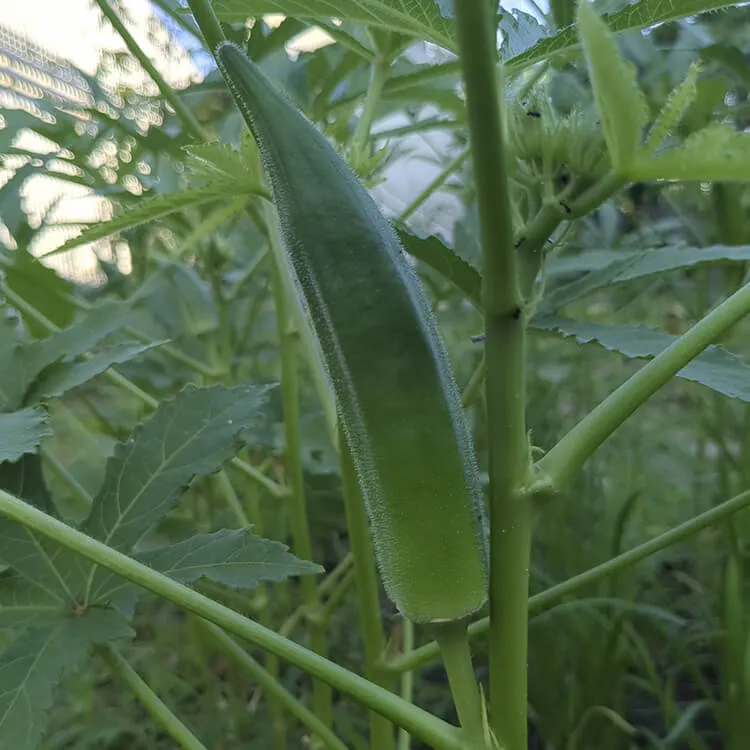 秋の虫達が鈴の音を奏でる季節に