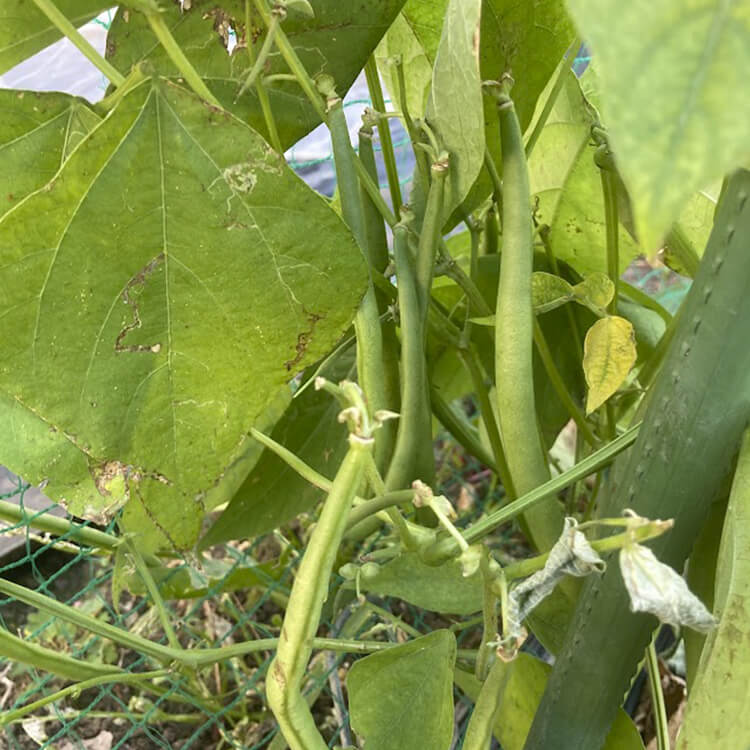 チームメンバーで手分けして収穫したいんげん1