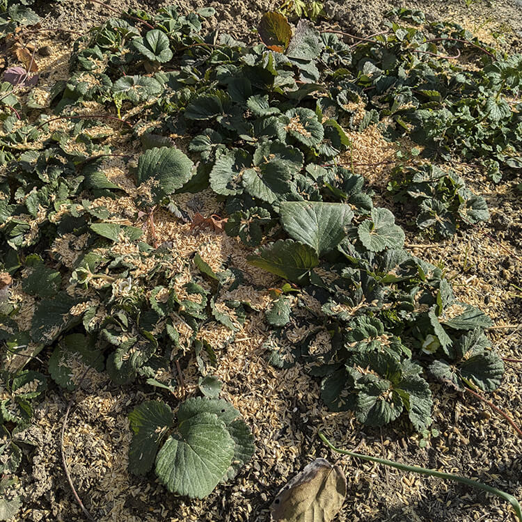 2025年、新年最初の投稿になります。