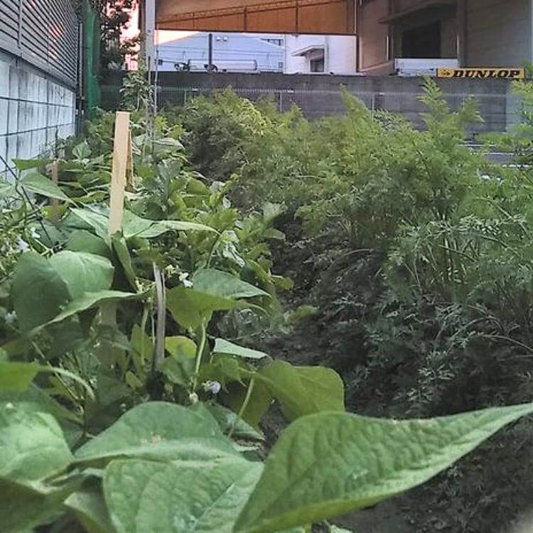 駐車場の片隅だった頃の野菜づくり