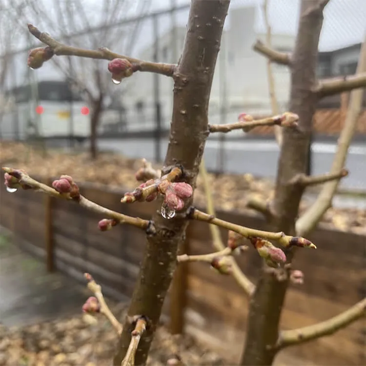 芽が膨らんでいるサクランボ