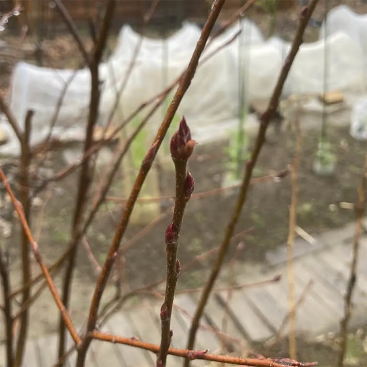 芽が膨らんでいるジューンベリー