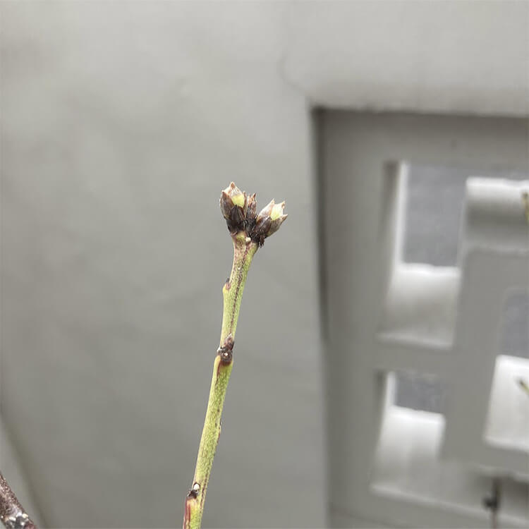 芽が膨らんでいる花桃