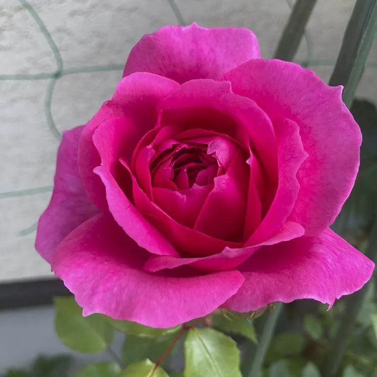 バラが開花しニンジンや桃が育ってきました