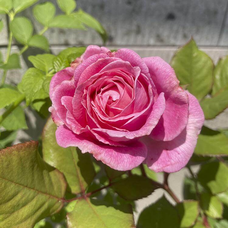 4月28日に開花したバラ2
