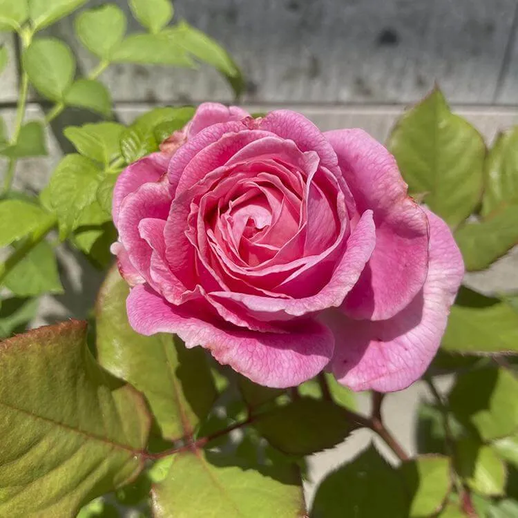4月28日に開花したバラ2