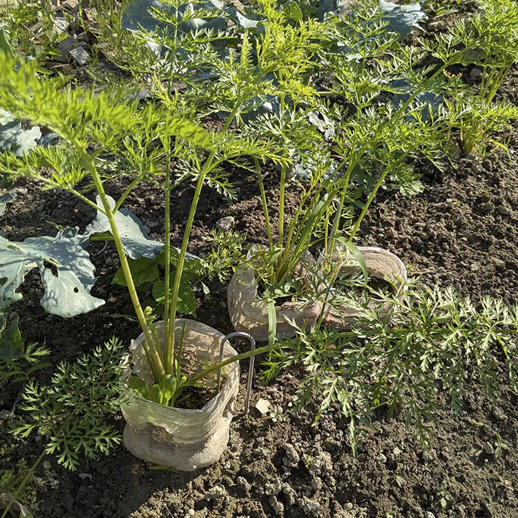 雑草や猛暑に負けずに育っている人参