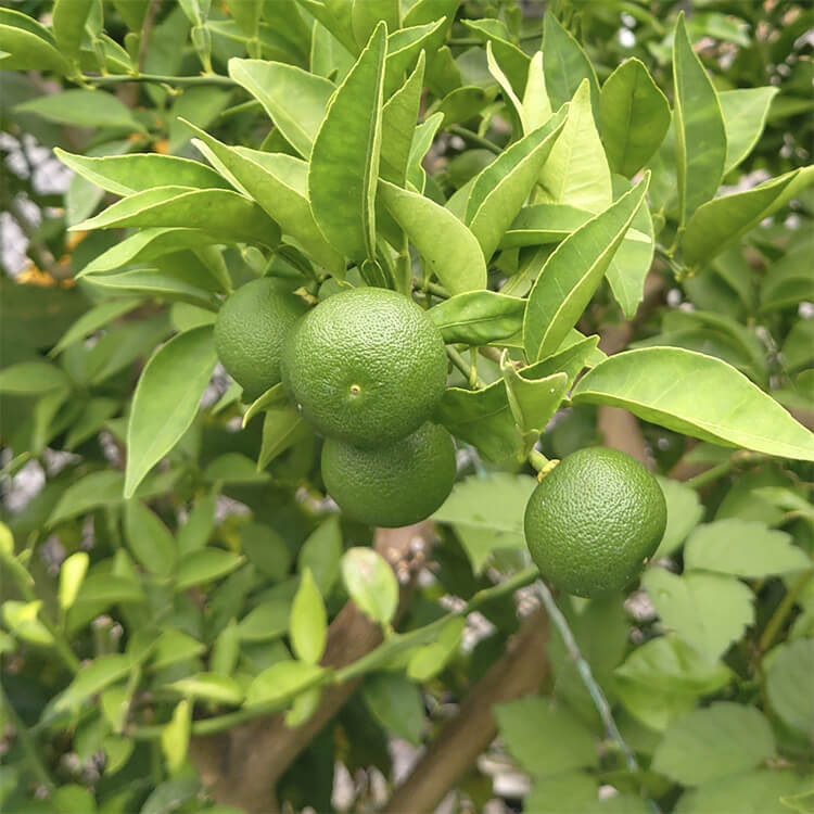果物②