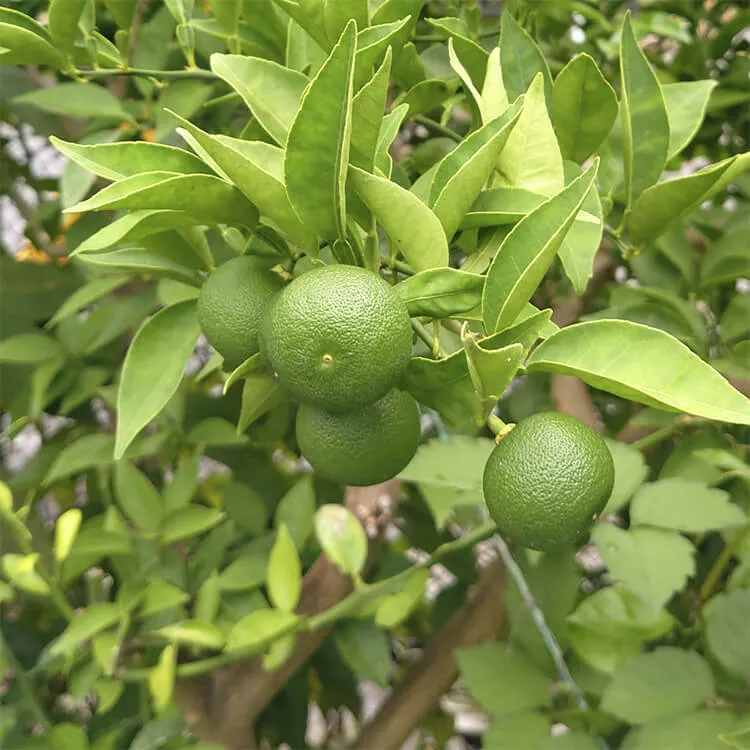 果物②