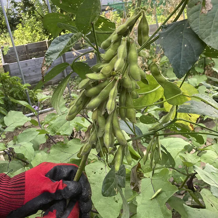 鈴なりの枝豆もとれました！