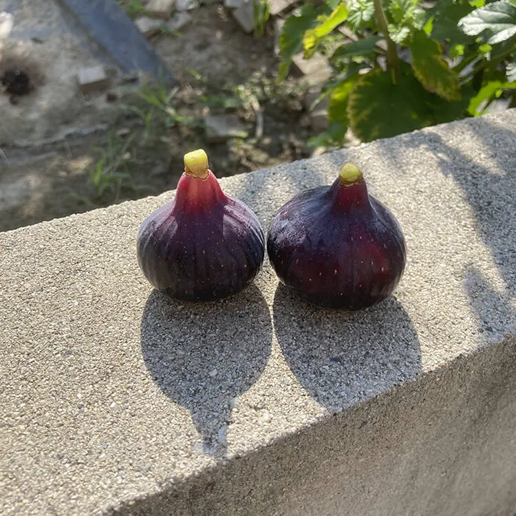 収穫したイチジク