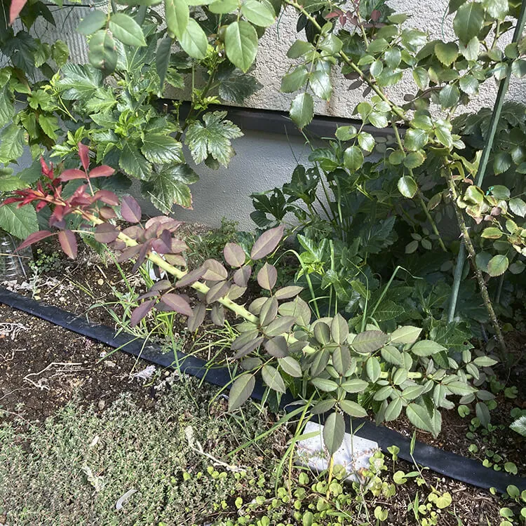 花壇のバラには新梢が出ていました