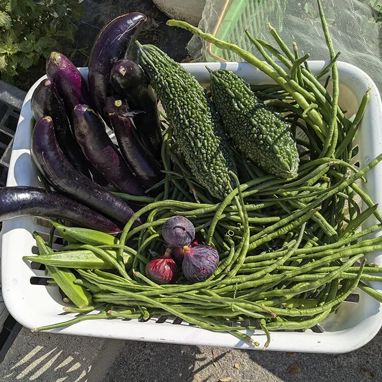 夏野菜の収穫も徐々に終わりが近づいて