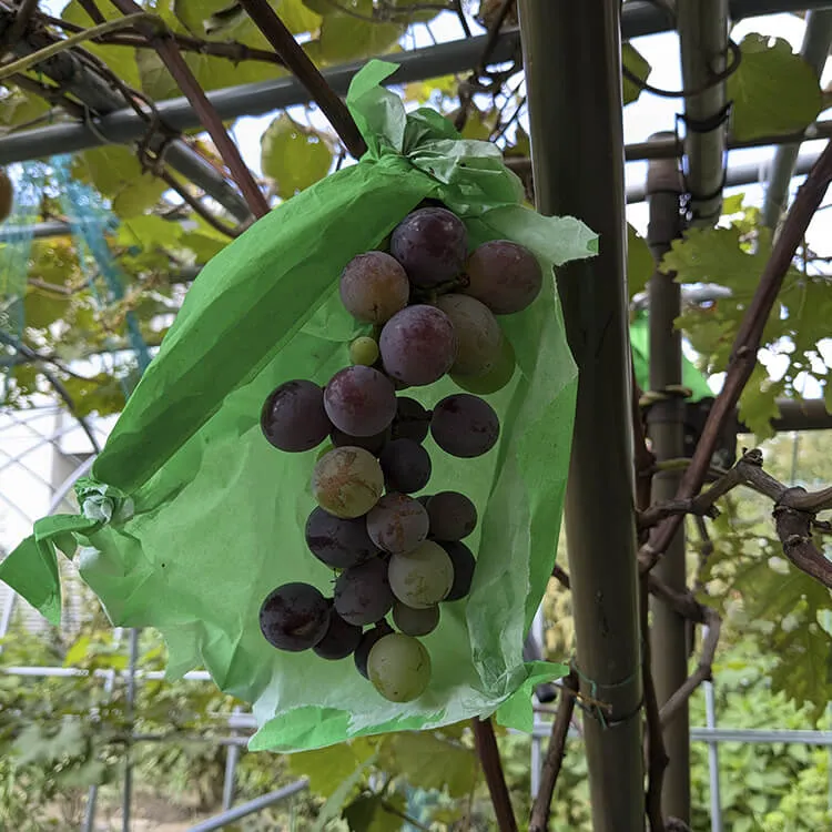 農園の実ったブドウ