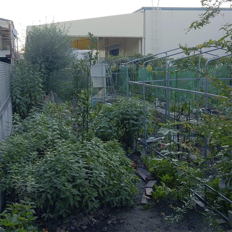 2025年11月撮影の農園東側の写真